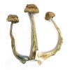 Arenal Volcano Mushrooms Germany