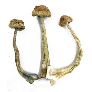 Arenal Volcano Mushrooms Germany