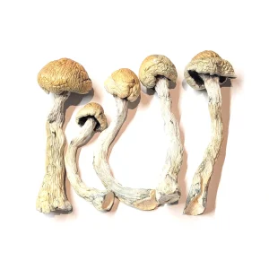 Alacabenzi Magic Mushrooms Germany