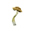 Amazonian Magic Mushrooms Germany