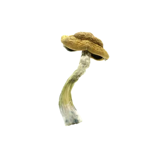 Amazonian Magic Mushrooms Germany