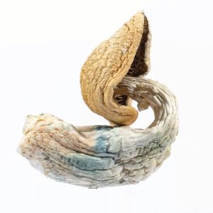 Blue Goba Mushrooms Germany