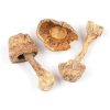Brazilian Mushrooms Germany
