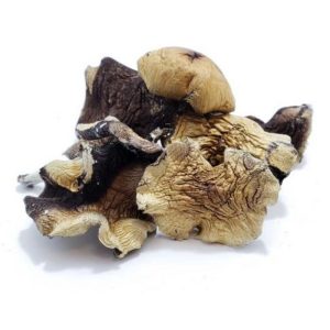 Burma Mushrooms Germany