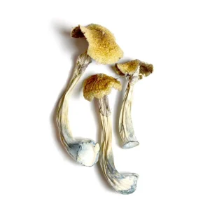 Ecuadorian Mushrooms Germany