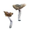 F+ Magic Mushrooms Germany