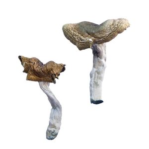 F+ Magic Mushrooms Germany
