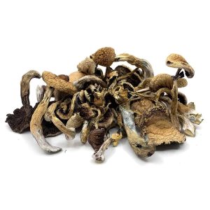 Golden Teacher Mushrooms Germany