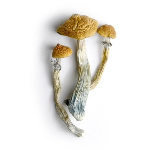 Hillbilly Cubensis Mushrooms Germany