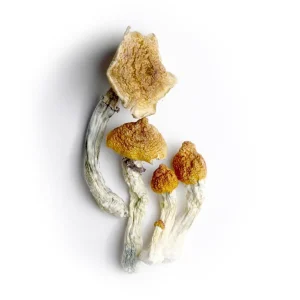 Koh Samui Mushrooms Germany