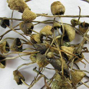 Liberty Caps Mushrooms Germany