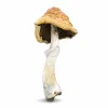 Malabar Mushrooms Germany