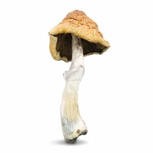 Malabar Mushrooms Germany