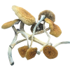 buy Mazatapec Mushrooms Germany