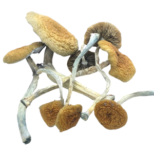 buy Mazatapec Mushrooms Germany