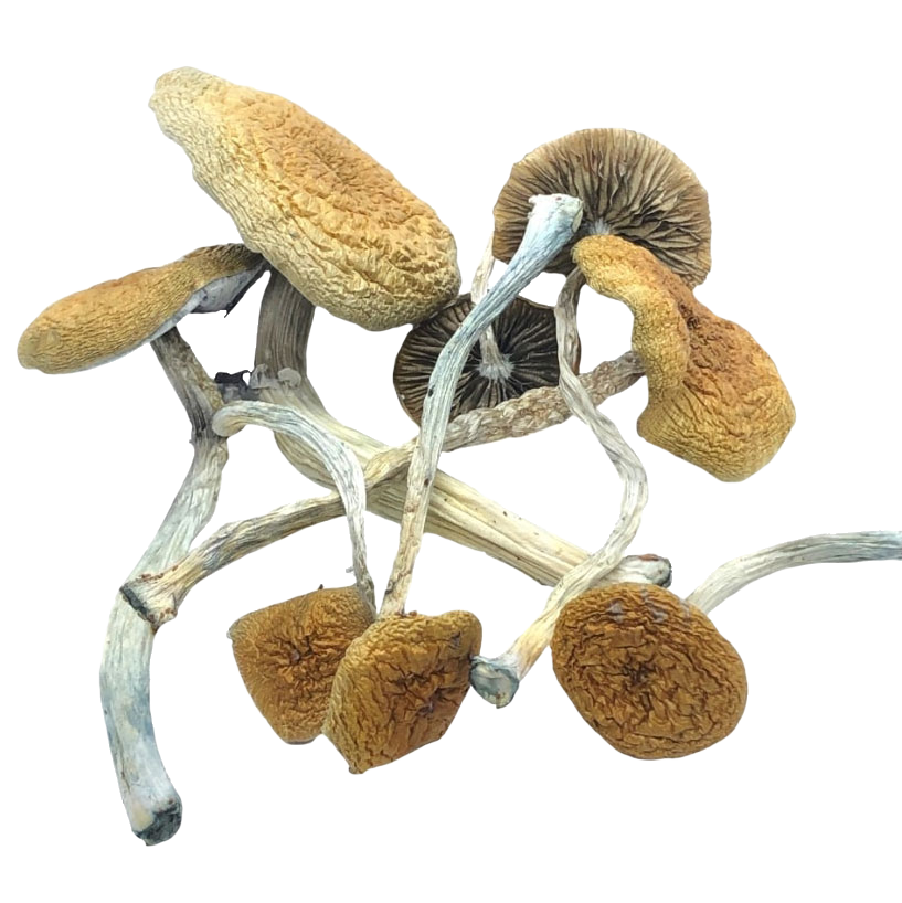 buy Mazatapec Mushrooms Germany buy Mazatapec Mushrooms Germany