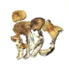 buy McKennaii Mushrooms Germany