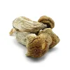 Buy Melmac Mushrooms Germany