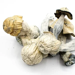 buy Pearly Gates Mushrooms Germany