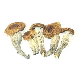 buy Tidal Wave Mushrooms Germany