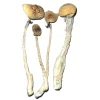 buy Treasure Coast Mushrooms Germany