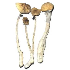 buy Treasure Coast Mushrooms Germany
