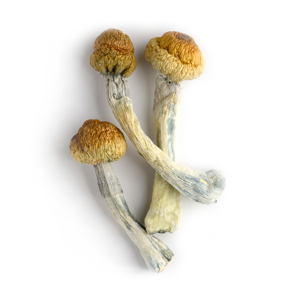 buy Trinity Mushrooms Germany buy Trinity Mushrooms Germany