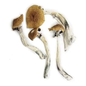 Wavy Caps Mushrooms Germany