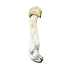 Buy Yeti Mushrooms Germany