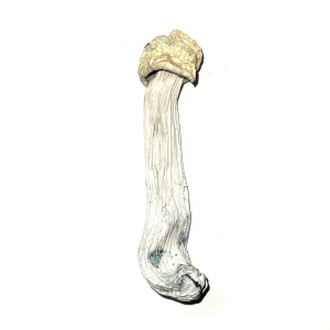 Buy Yeti Mushrooms Germany