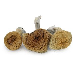 Z Strain Mushrooms Germany