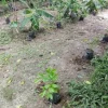 Iboga Nursery Plants Europe