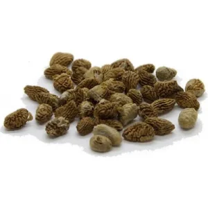 Iboga Seeds Europe