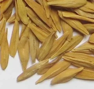 STROPHANTUS GRATUS SEEDS EUROPE